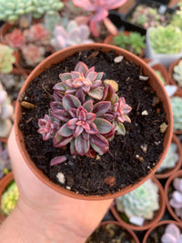 Variegated Echeveria "Blue Metal"