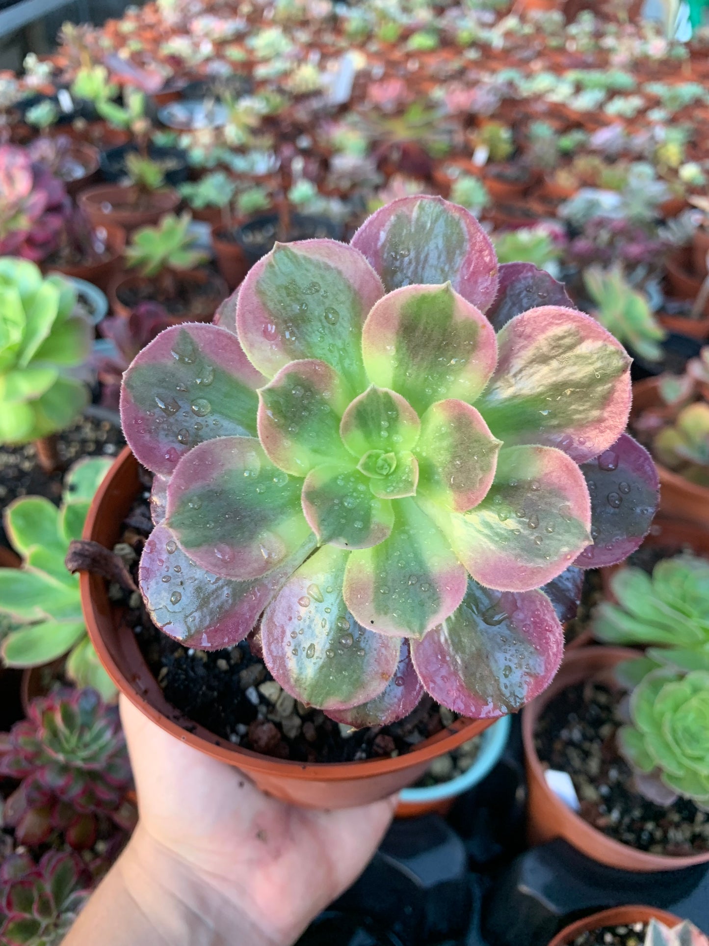 Aeonium "eden" variegado