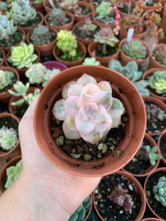 Graptopetalum ''Superbum'' Variegado Korea