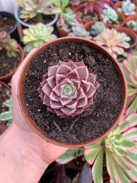 Echeveria "Zip Flat" Korean