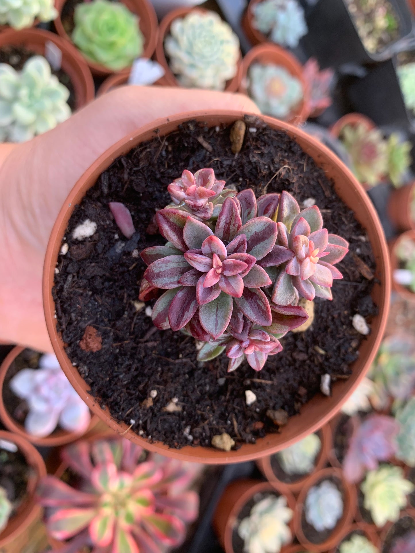 Variegated Echeveria "Blue Metal"