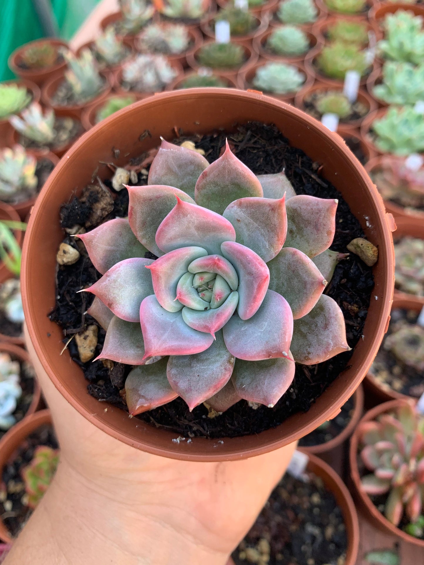 Echeveria "a-pink" (E. "Moss" hybrid selected) Korean by ChangHee