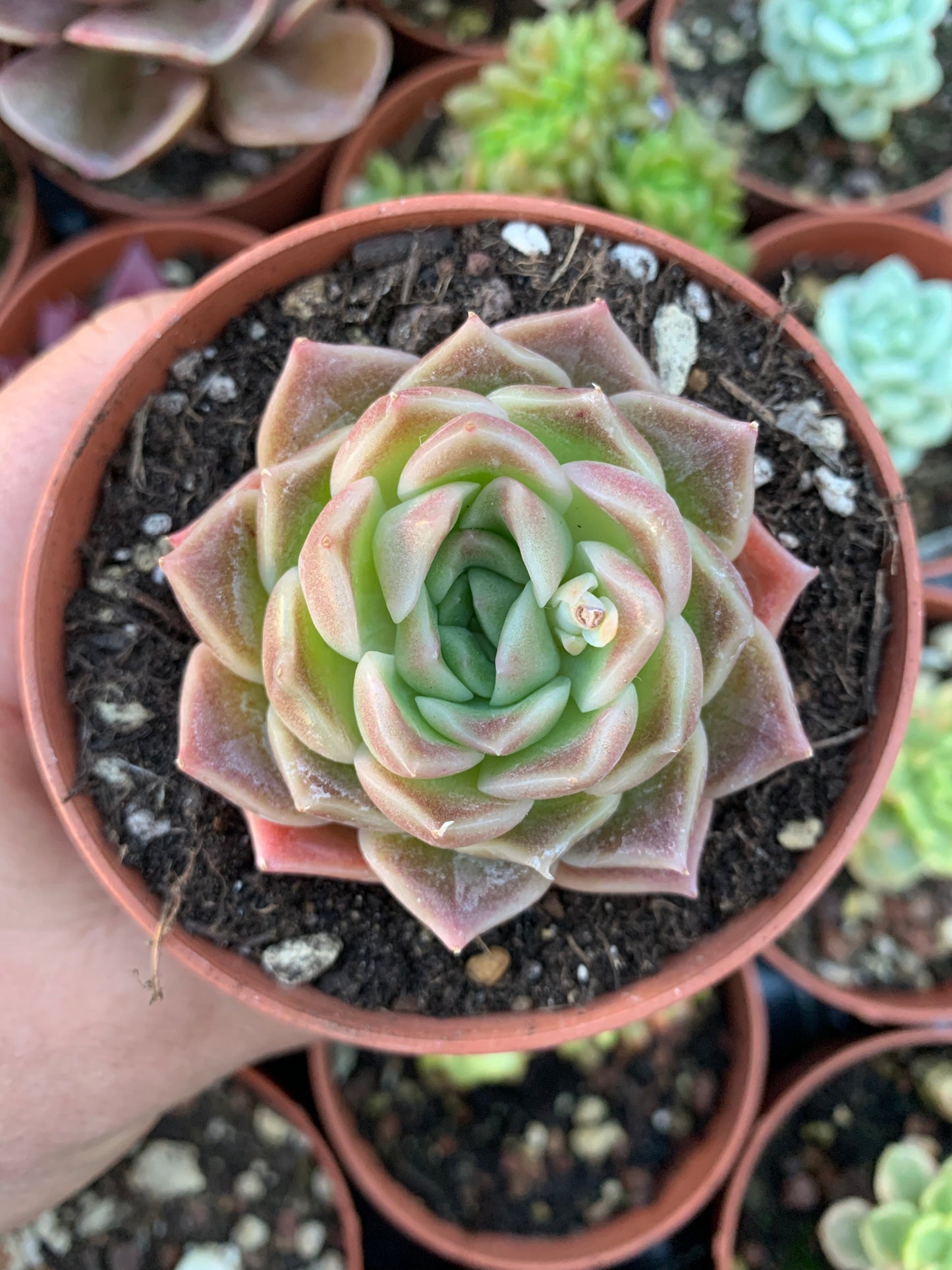 Echeveria "tomboy" (E. agavoide ebony x E. elegans) Korean by ChangHee