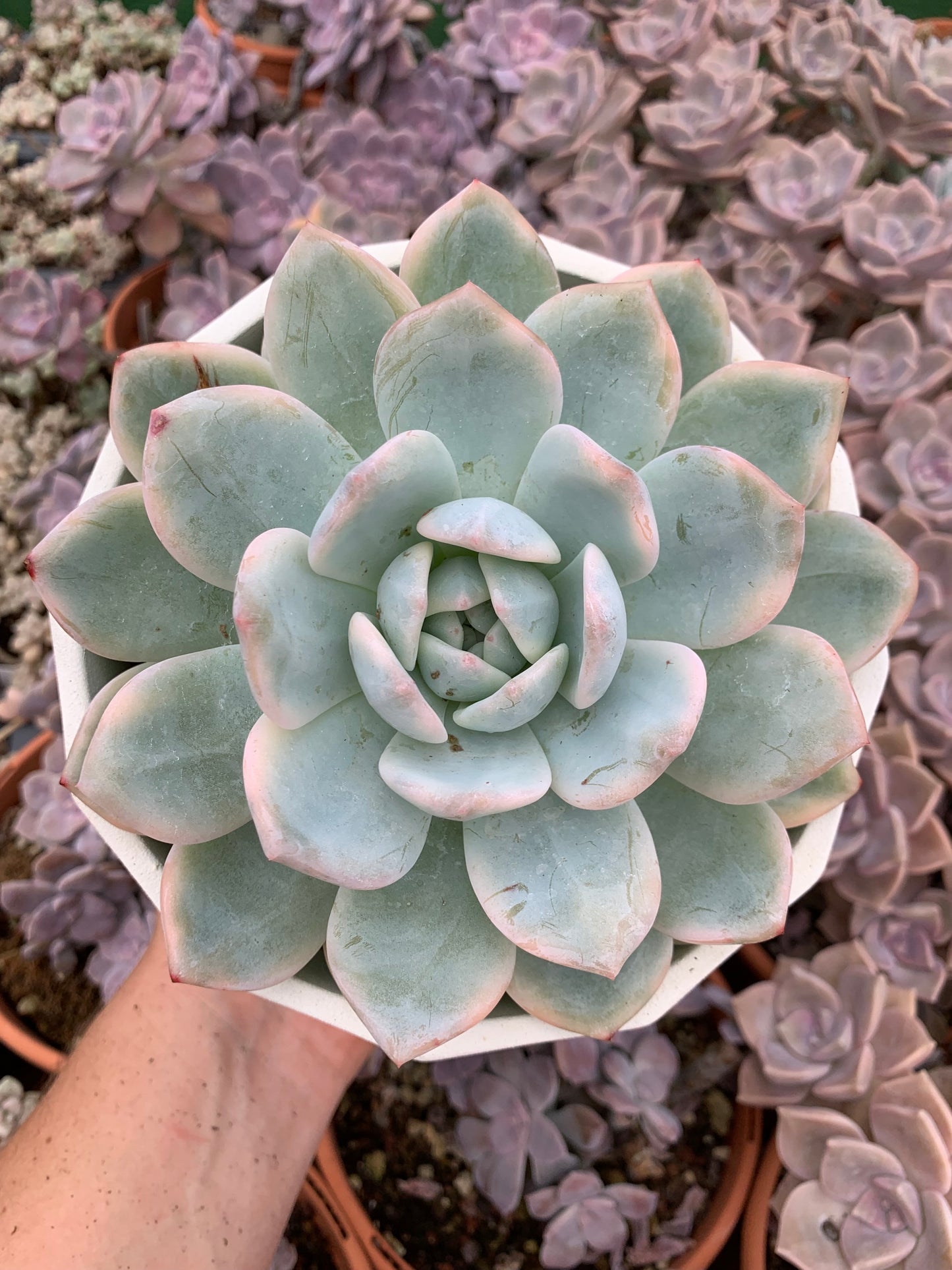 Bunte Echeveria "Blue Metal"