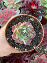 Echeveria „Caesar“