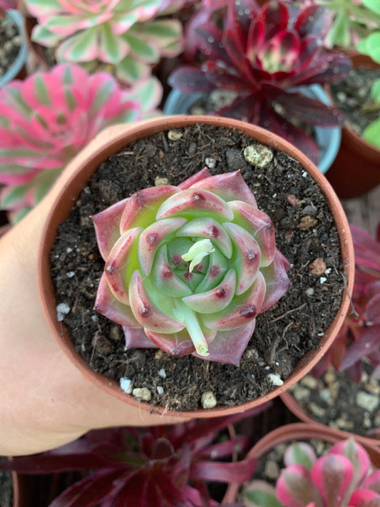 Echeveria "Caesar"