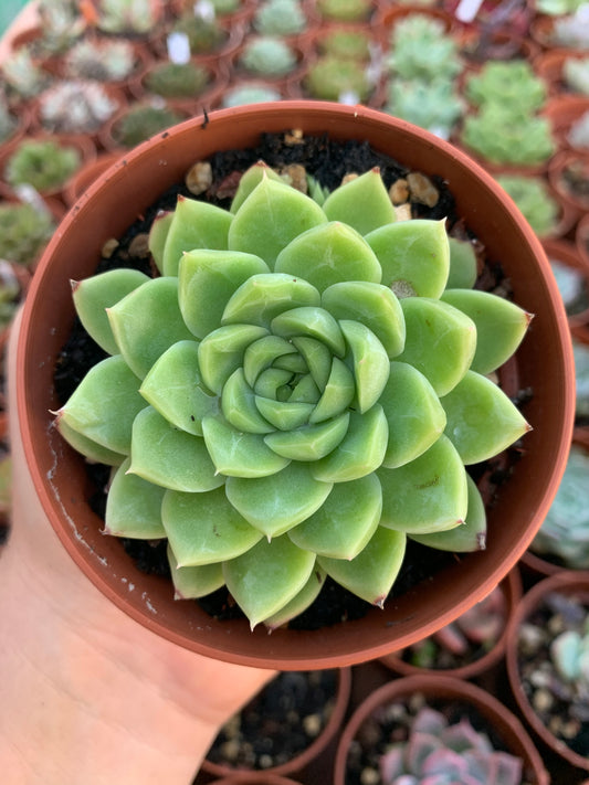 Echeveria  "red queen"