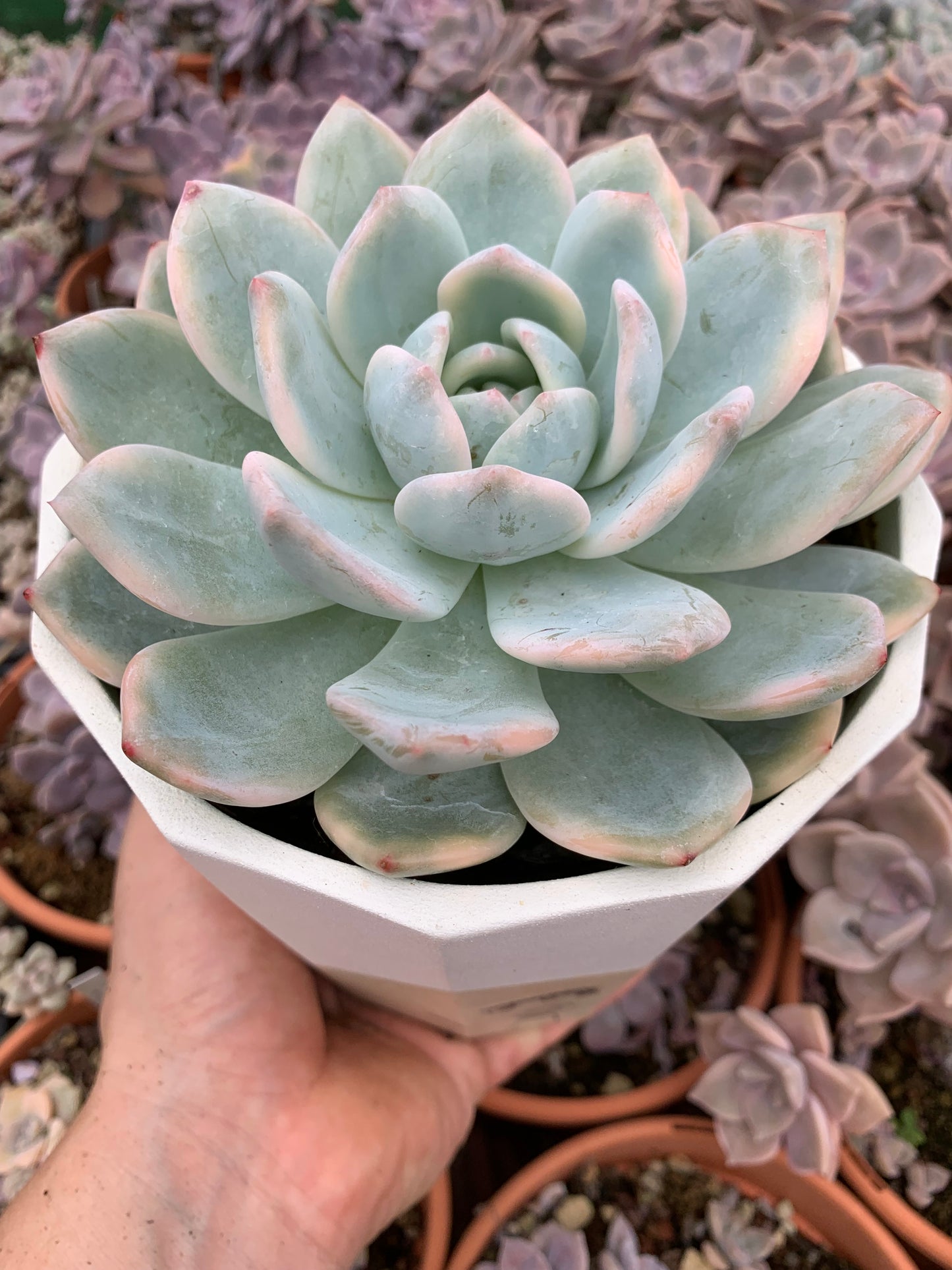 Variegated Echeveria "Blue Metal"