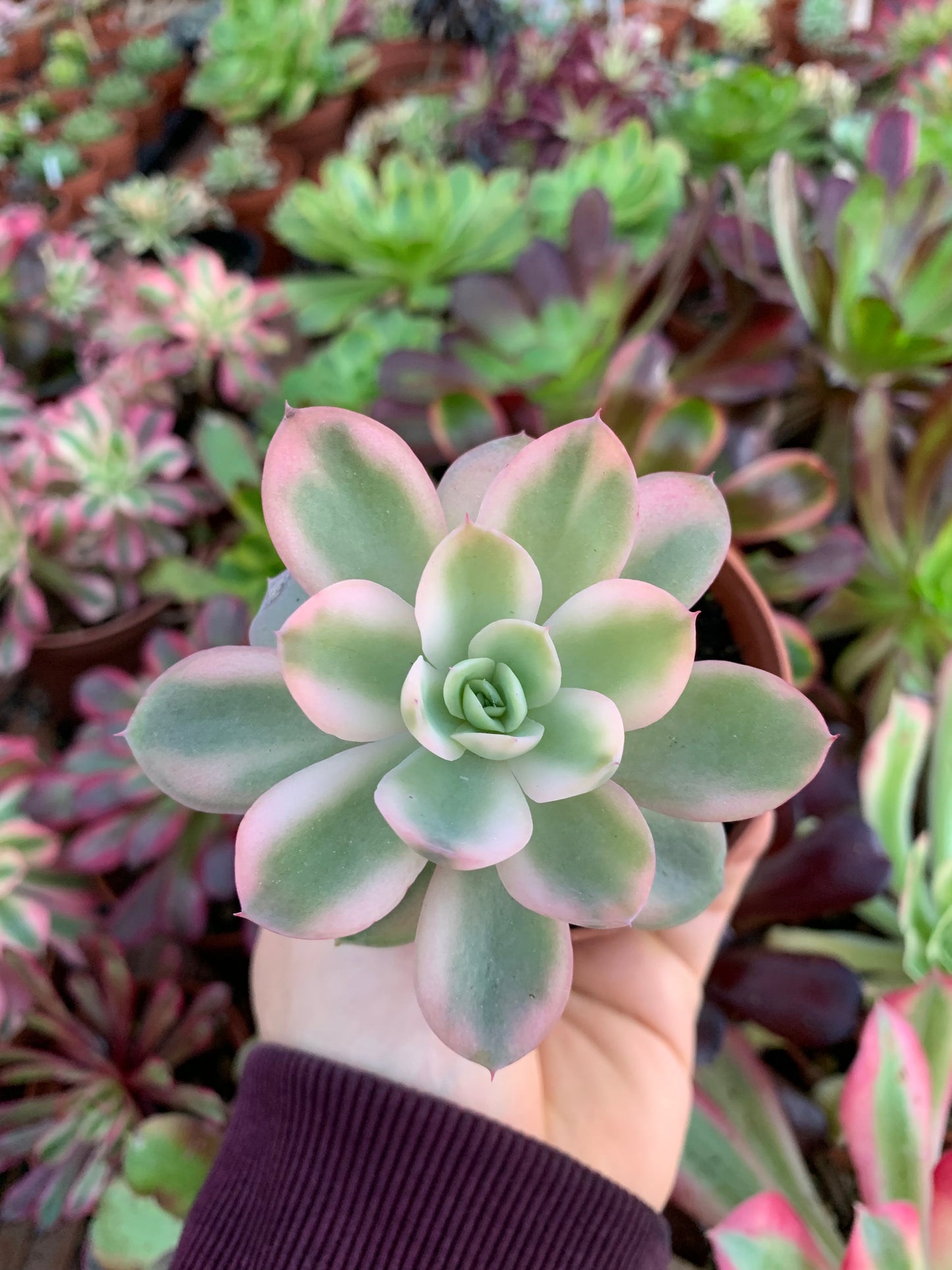 Echeveria "pink vera" variegada Korean