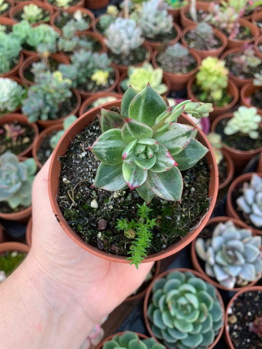 Echeveria "Hanakaida" variegated Korean