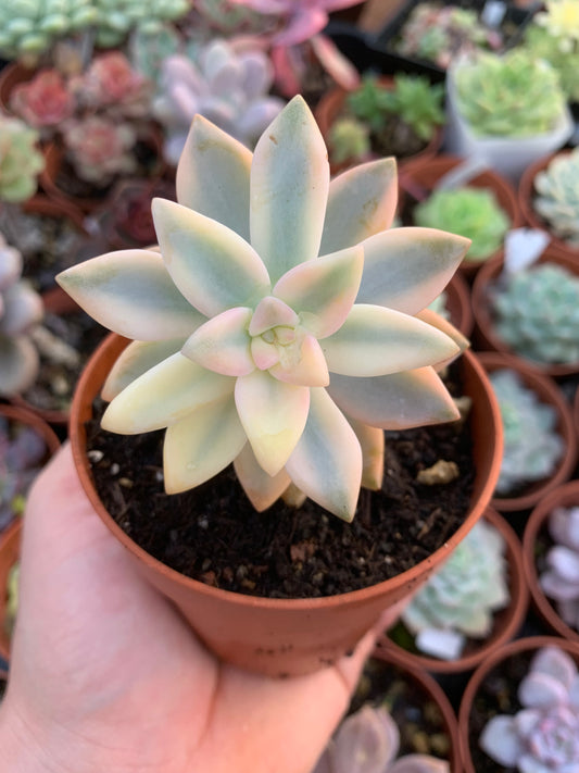 Graptosedum "ghosty" variegado Korean