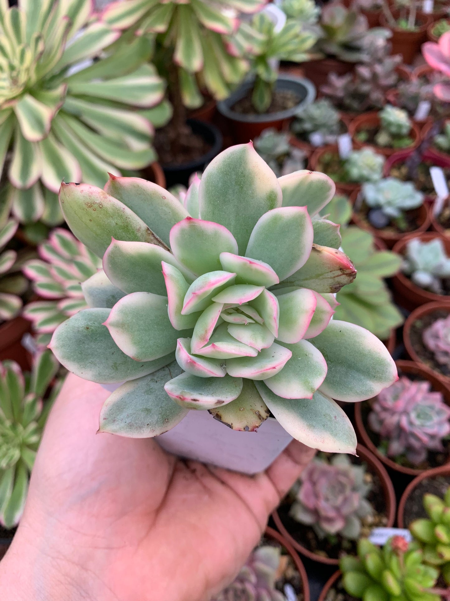 Echeveria  "Luella" variegada Korean