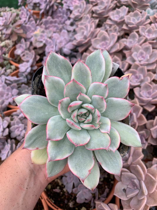 Echeveria ''Pulidonis silver'' variegada korean