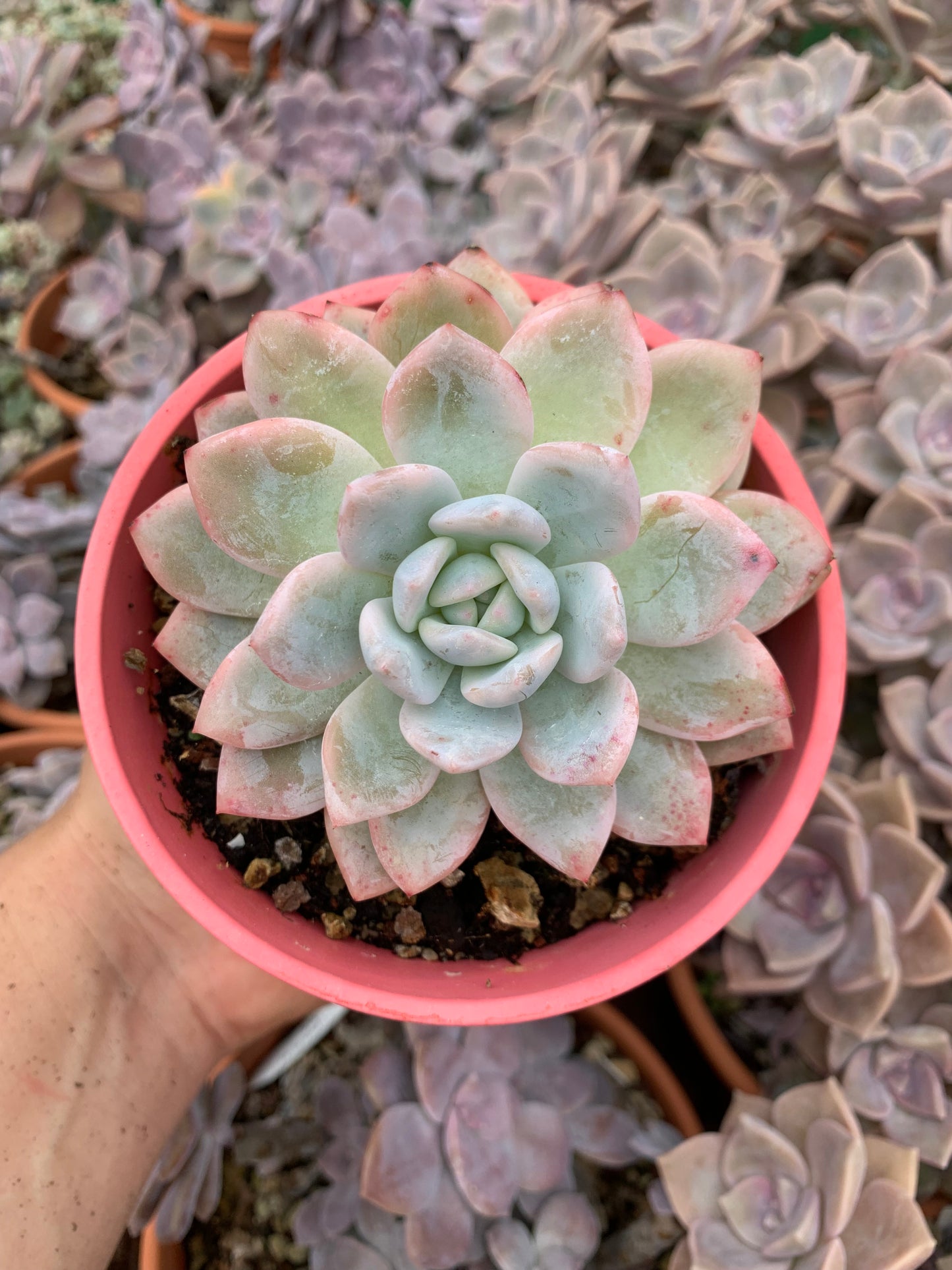 Echeveria "Hosikage variegata" (E. laui x E. colorata) Korean