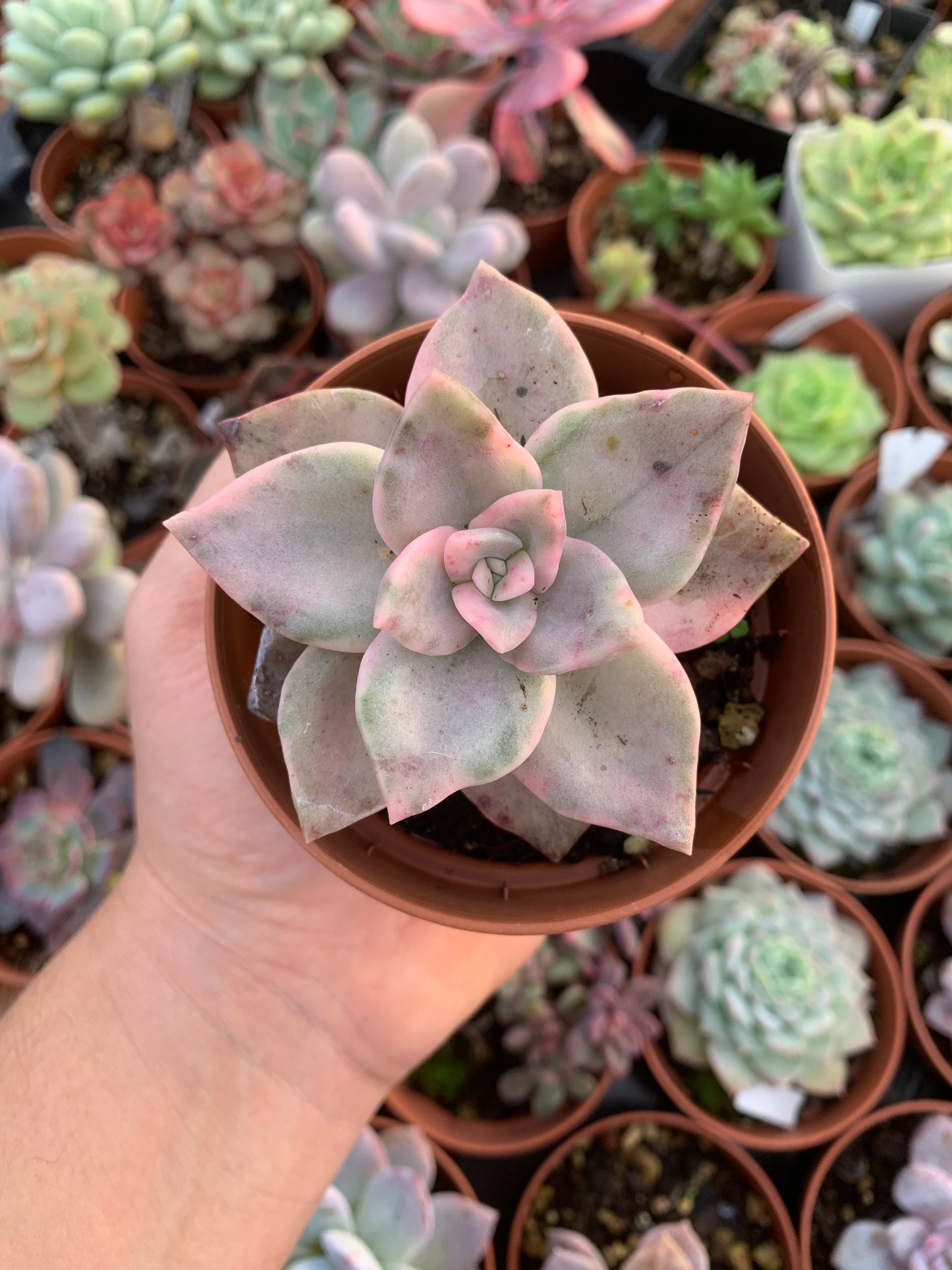 Graptoveria "Bainessi" variegada Korean