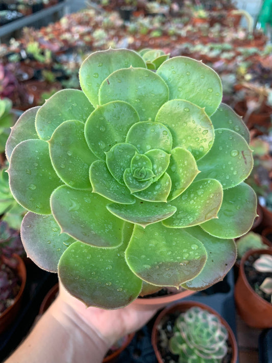 Aeonium "Medusa" variegated