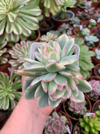 Echeveria  "Luella" variegada Korean