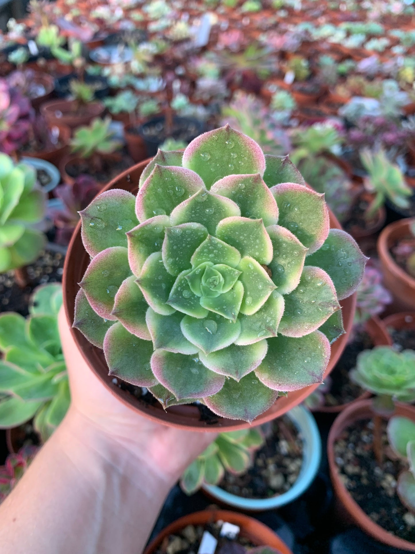 Aeonium "Phoenix Flame" variegated