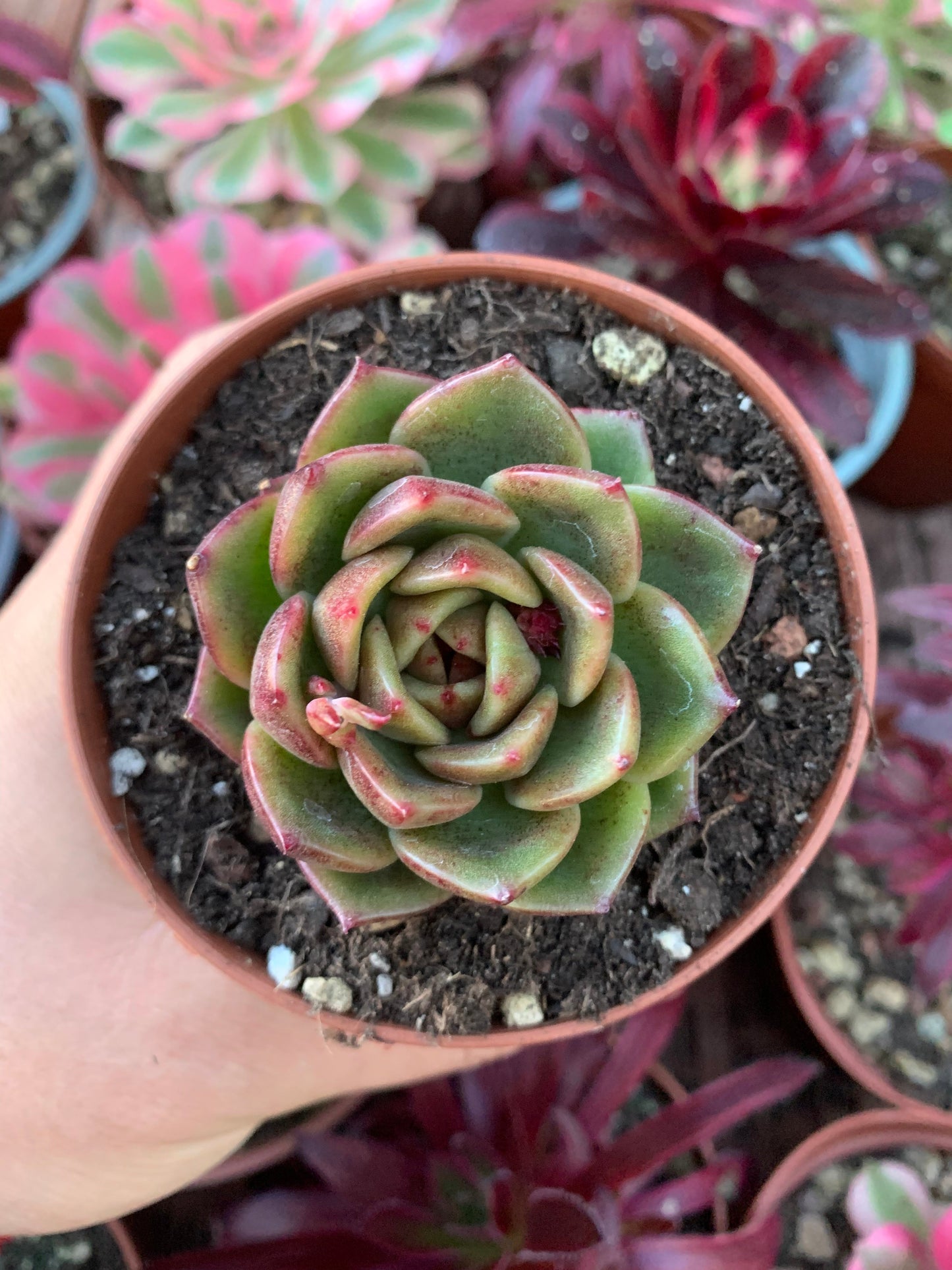 Echeveria "Magic Choco" Korean