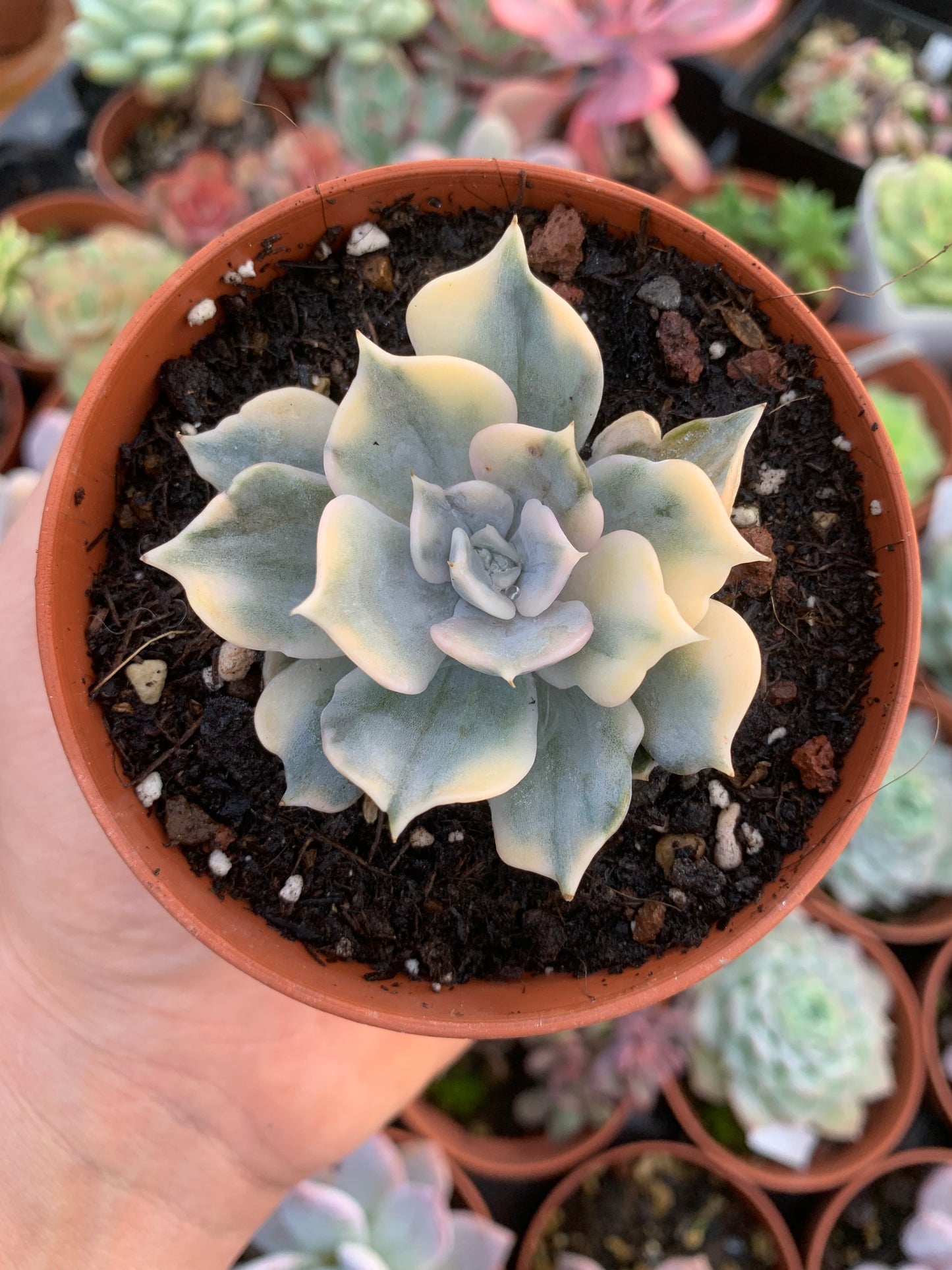 Echeveria lilacina variegated