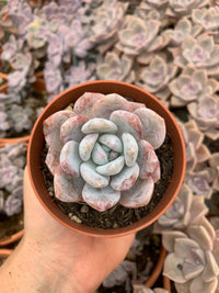 Echeveria "monroe" korea