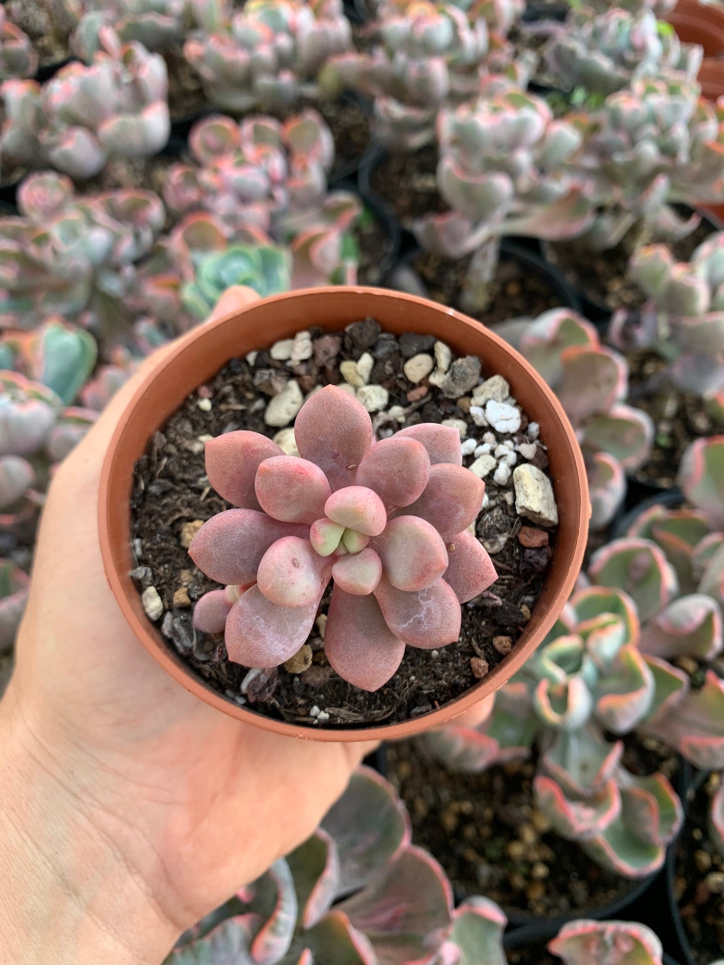 Echeveria "Polaris Heart" Korean by Chang Won farm