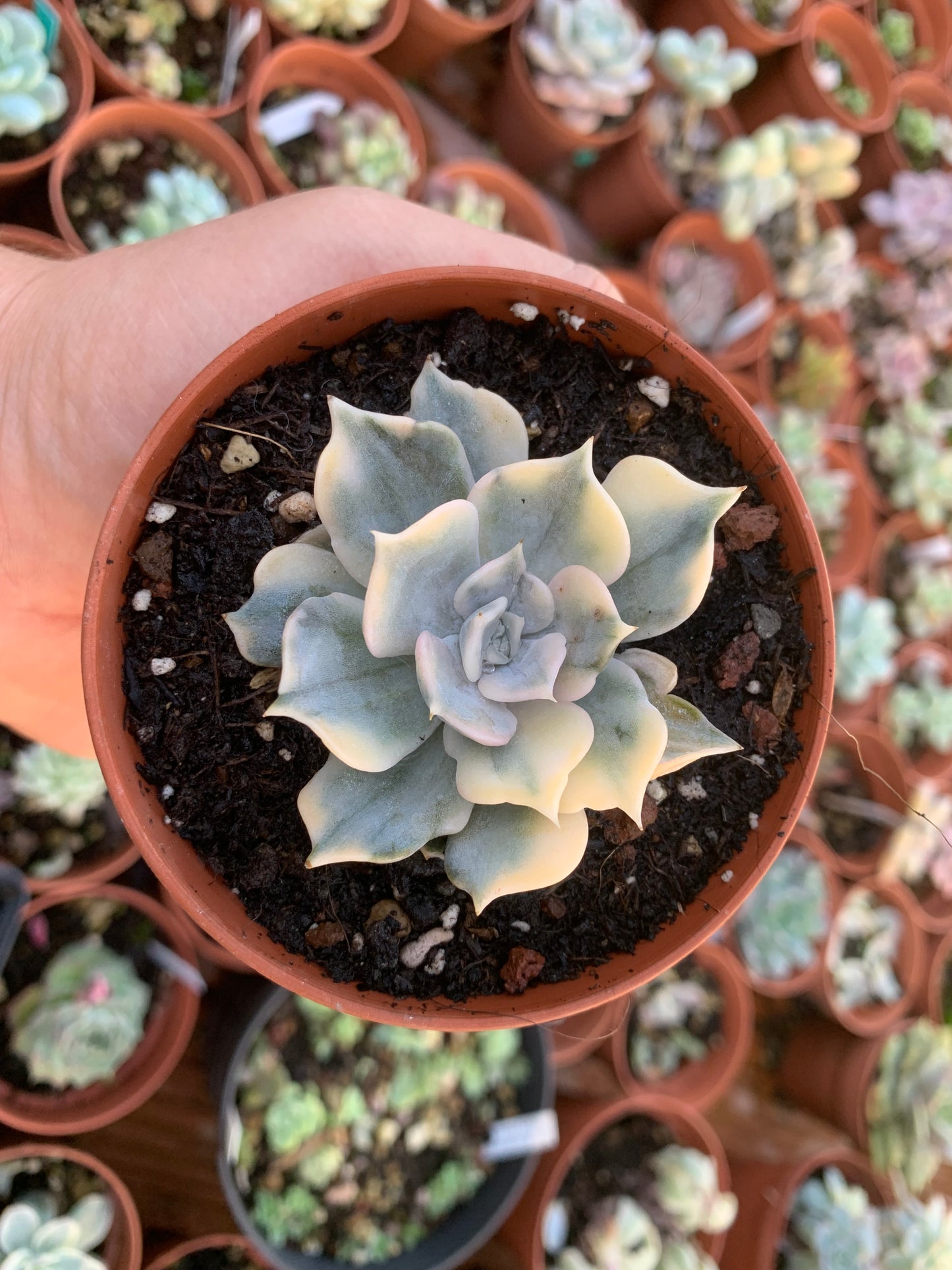 Echeveria lilacina variegated