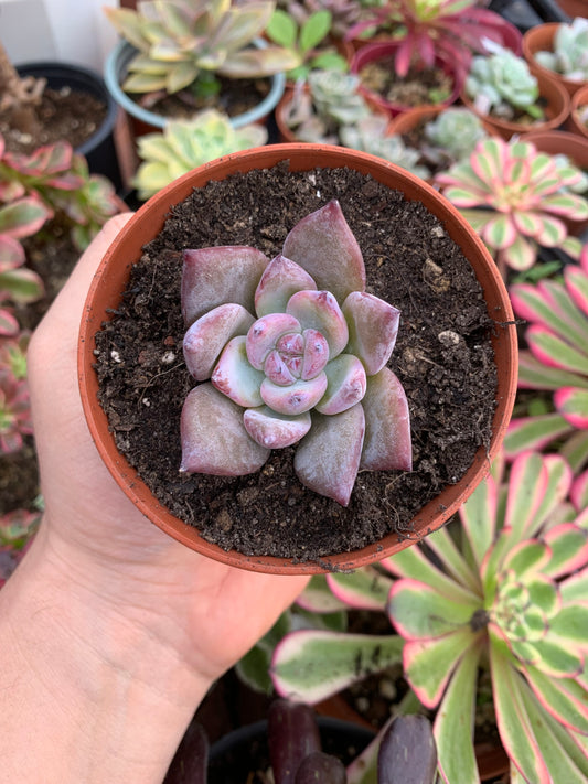 Echeveria "J'Adore" Korean