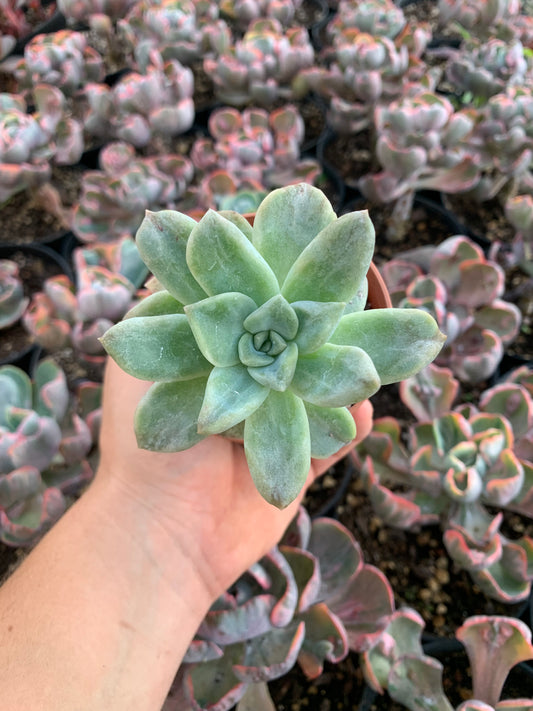 Graptoveria "Harry Watson" monstruosa Korean