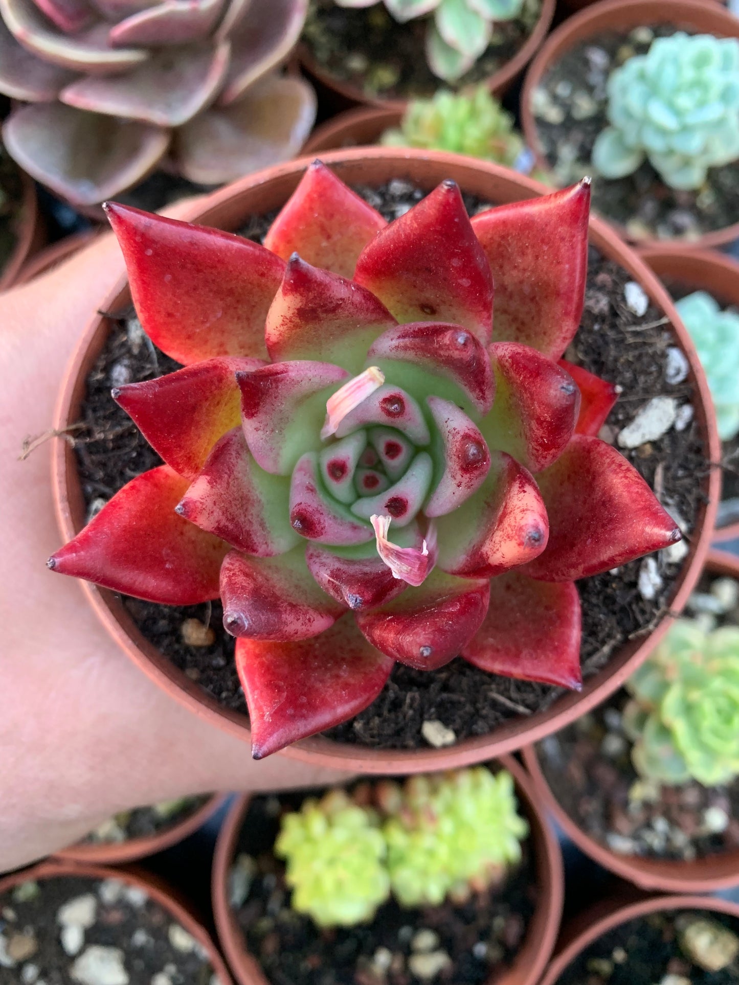 Echeveria "hobin" (E. chihuahuensis x E. agavoides romeo rubin) Korean by ChangHee