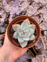 Echeveria "Prada" Coréen