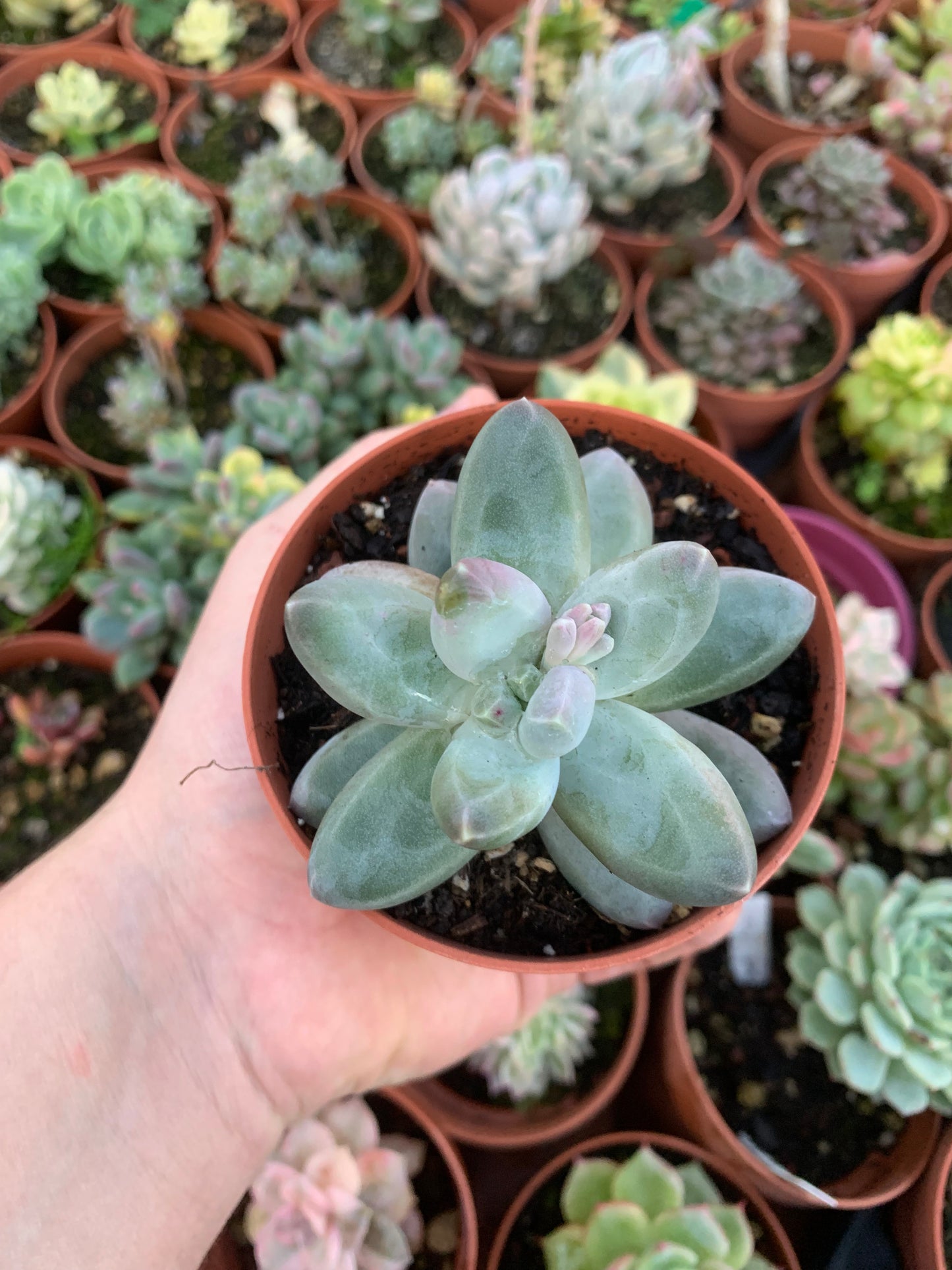 Pachyphytum "Sky" Korean