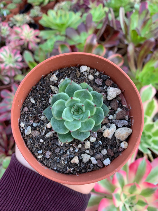 Echeveria "halloween"