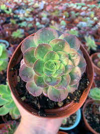 Aeonium "Phoenix Flame" variegated