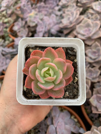 Echeveria "pink vera" variegada Korean