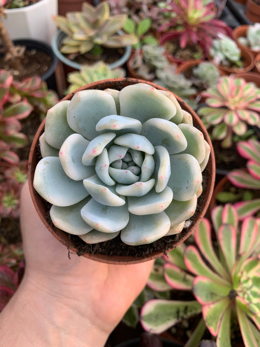 Variegated Echeveria "Blue Metal"