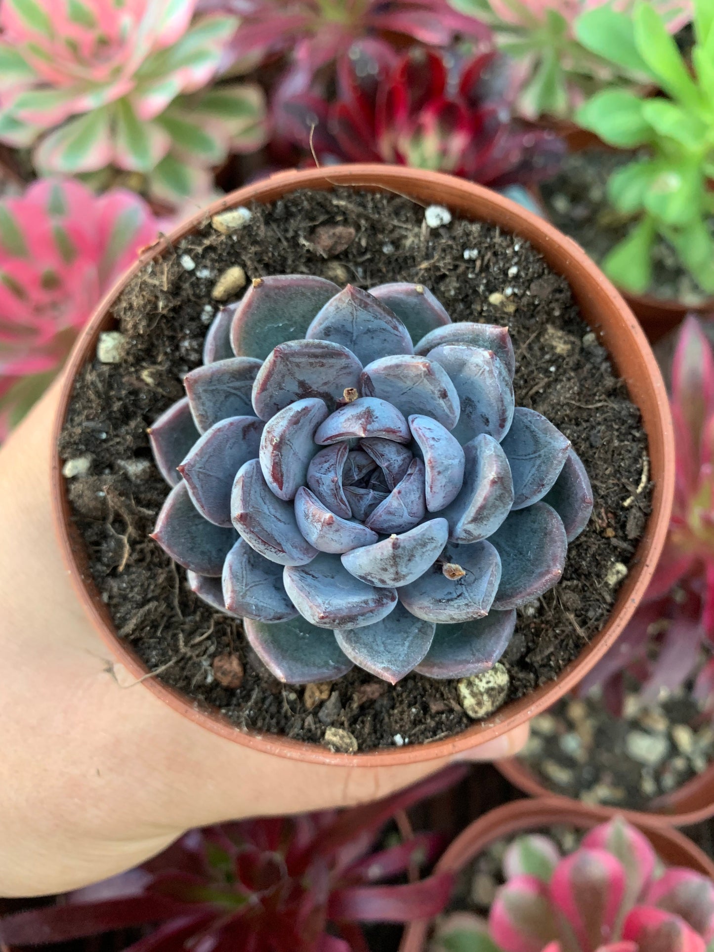 Echeveria "Purple Stone" Korean