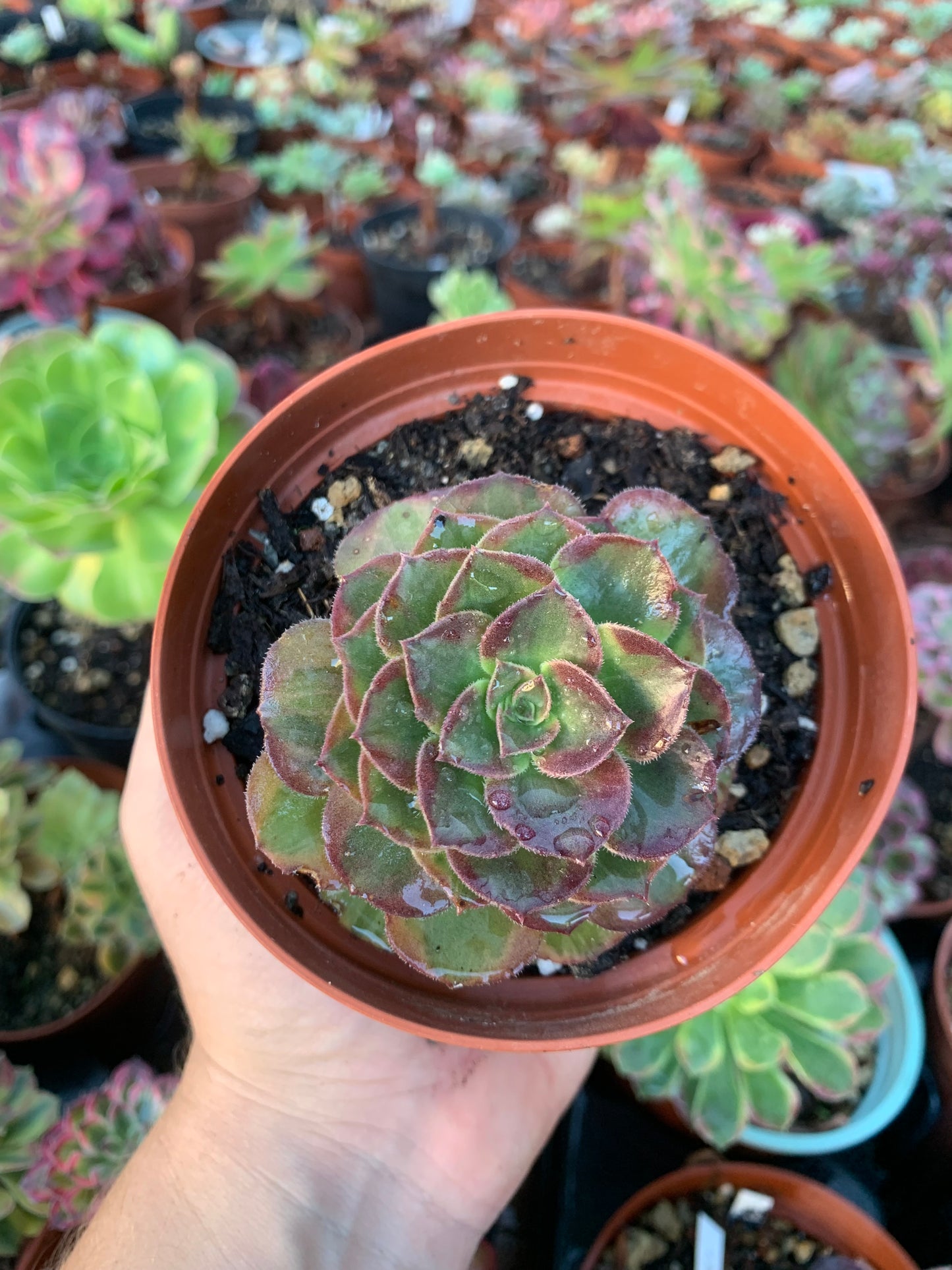 Aeonium "Phoenix Flame" variegated