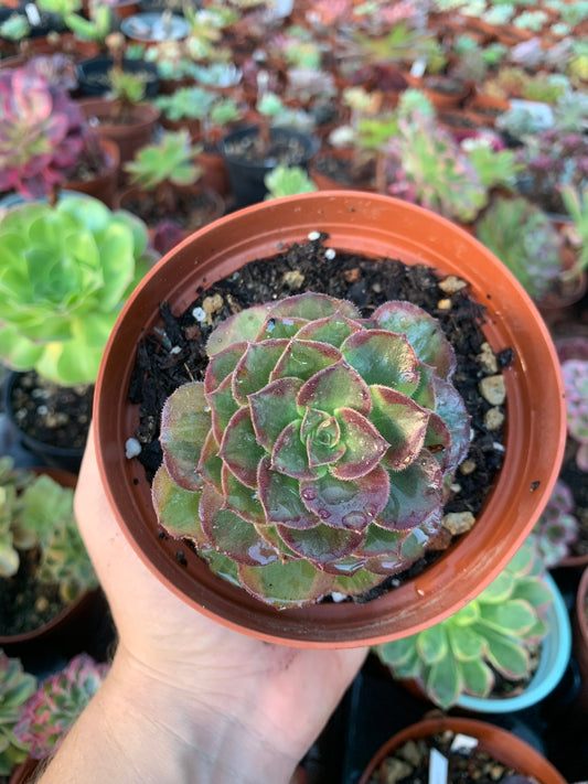 Aeonium "Halloween" variegado