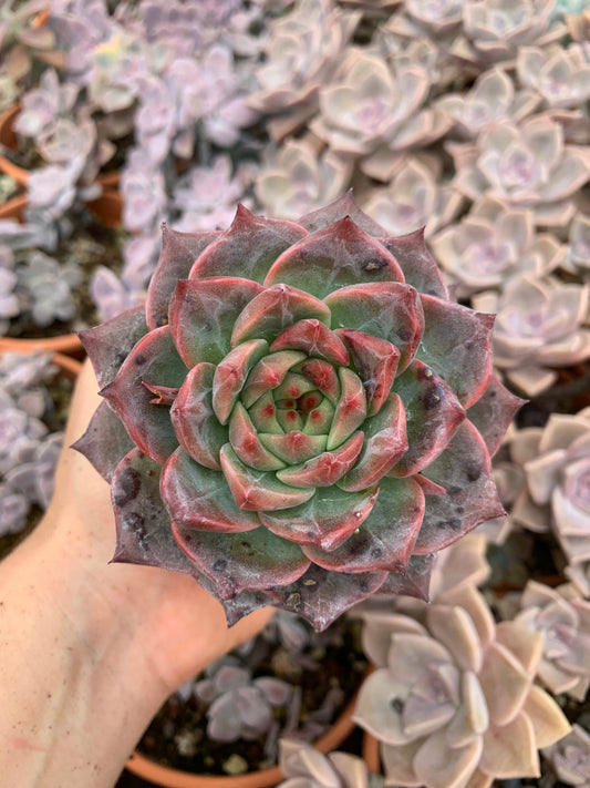 Echeveria "Seosi" Korean by Air Magic