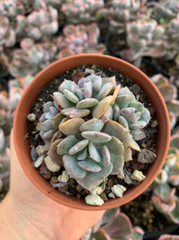 Echeveria "Cubic Frost" cluster by Renee O'Connell.