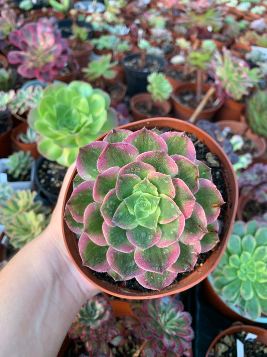 Aeonium "Phoenix Flame" bunt