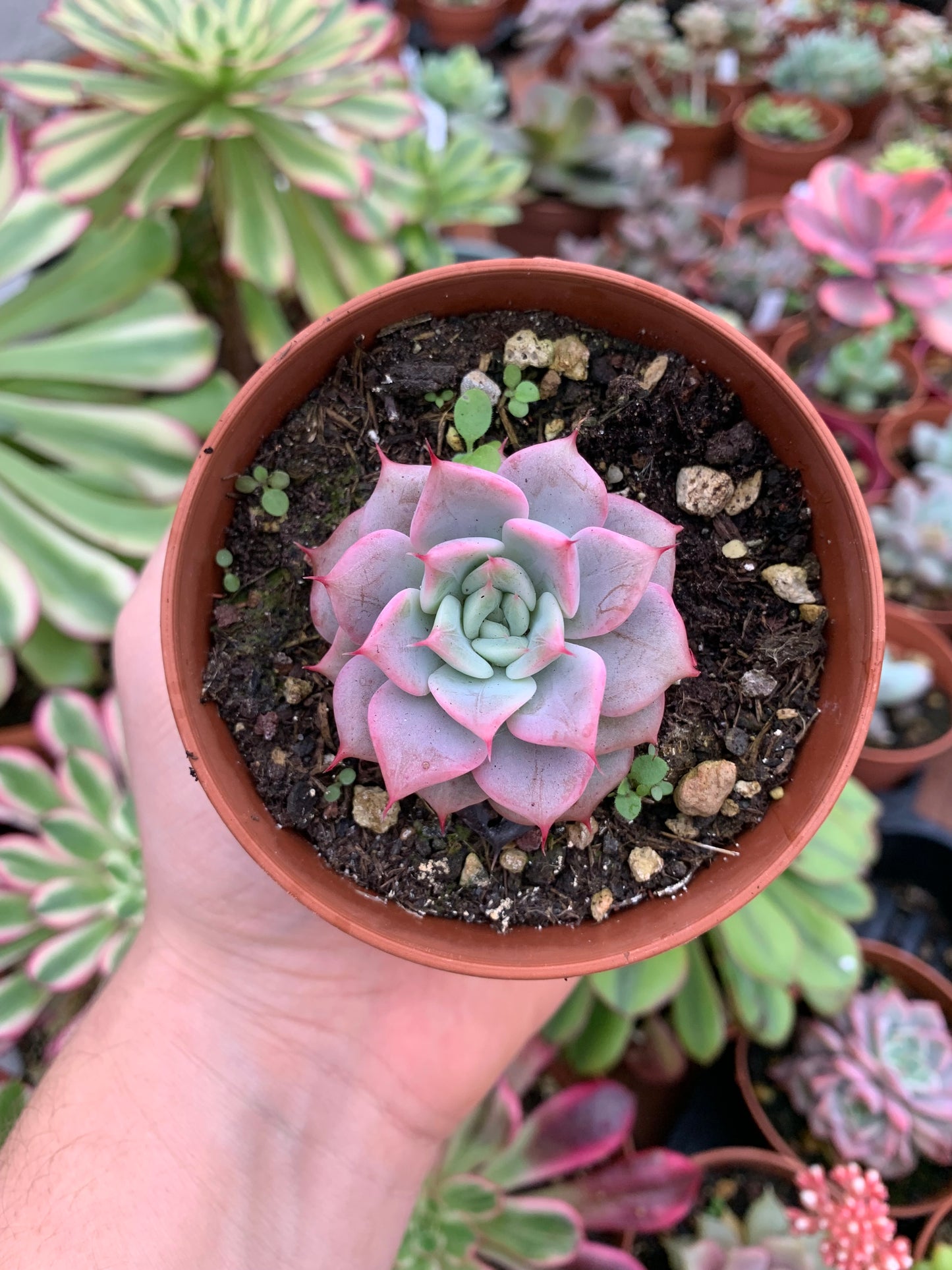 Echeveria "a-pink" (E. "Moss" hybrid selected) Korean by ChangHee