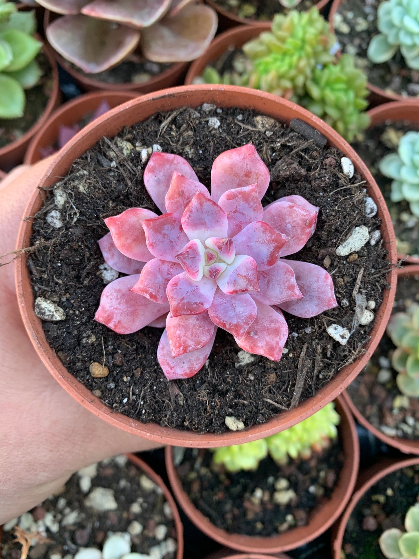 Echeveria "Devolution" (E. derembergii x E. laui selected) Korean by ChangHee