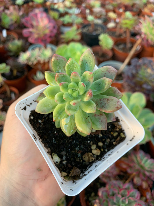 Echeveria "Can can" variegated