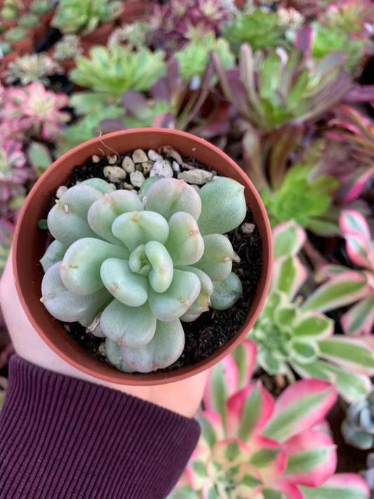 Echeveria "Bill Gates" Korean