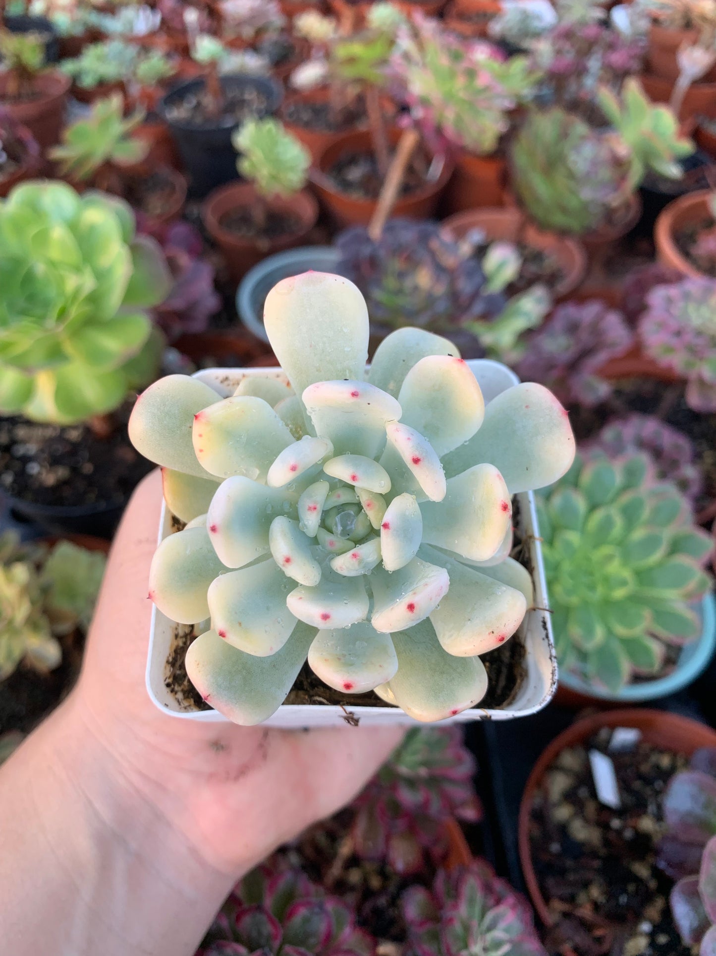 Echeveria "Viyant" variegada (E. laui x E. cuspidata zaragozae) Korean