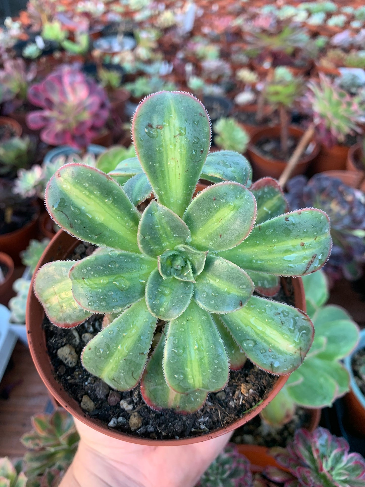 Aeonium "macaron" variegado