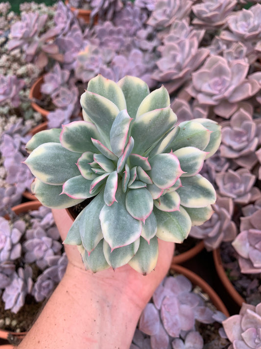 Echeveria  "Luella" variegada Korean