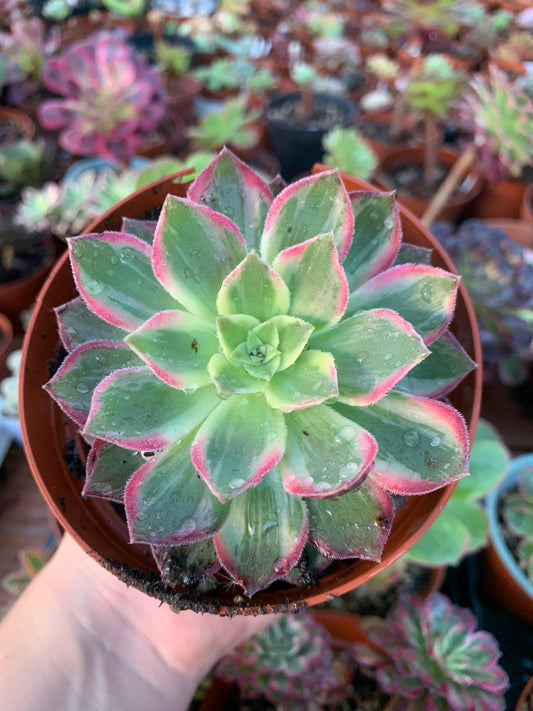 Aeonium "Kaleidoskope" variegado